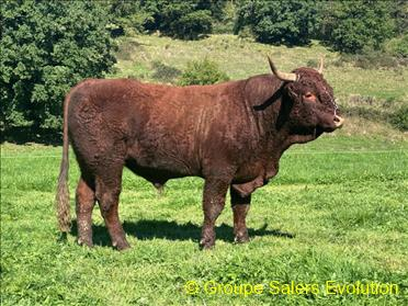 photo non disponible